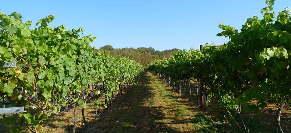 Vineyards and Wine Tasting: Biddenden Vineyard, Kent